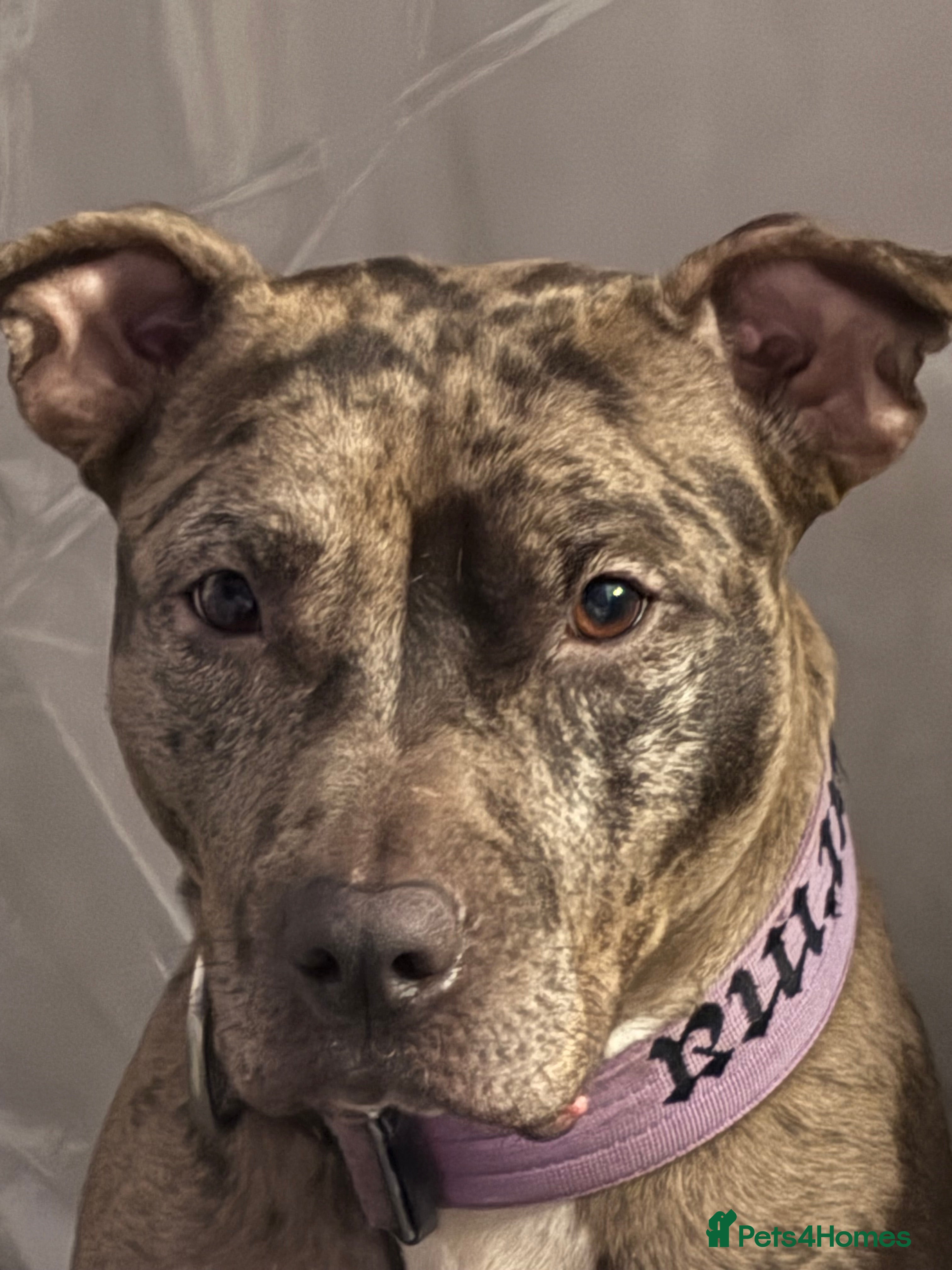 Mixed Breed dogs Karma new home - Advert 6