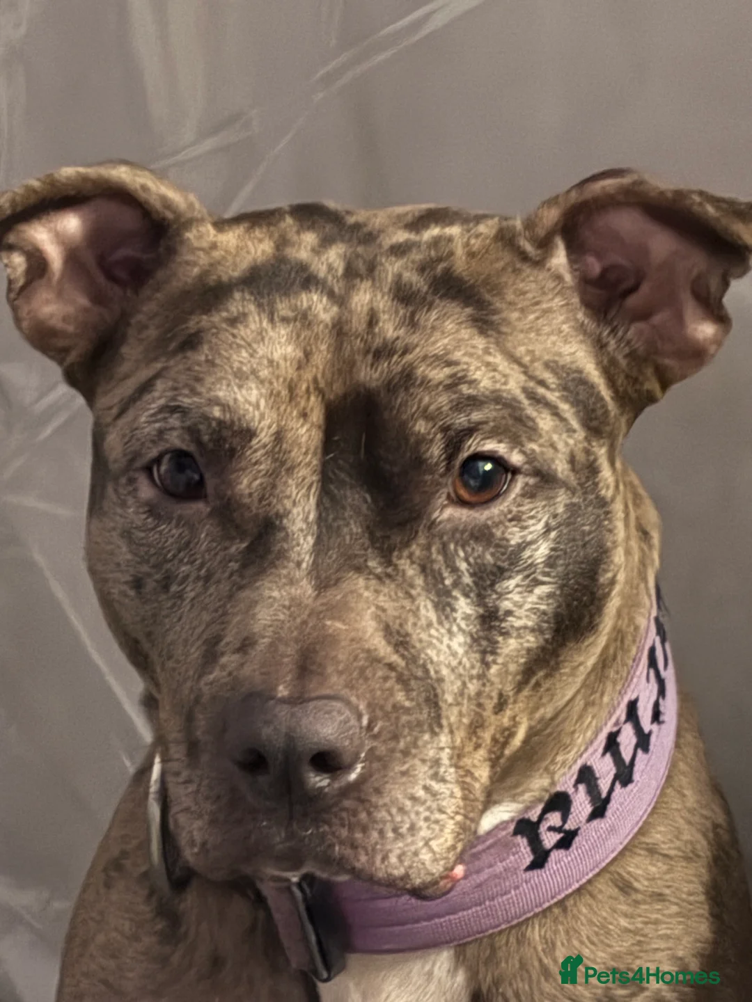 Mixed Breed dogs for sale: Karma new home - Advert 1