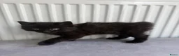 Domestic Shorthair cats for sale: X2 black male kittens one fluffy one short haired  in Broxbourne - Advert 6
