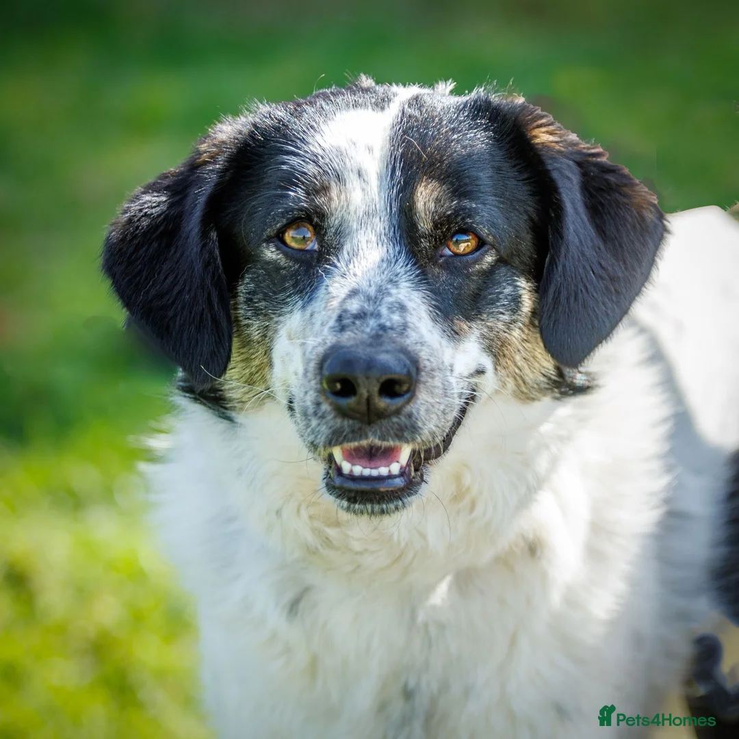 Mixed Breed dogs for adoption: Oreo - In Foster UK - Advert 4