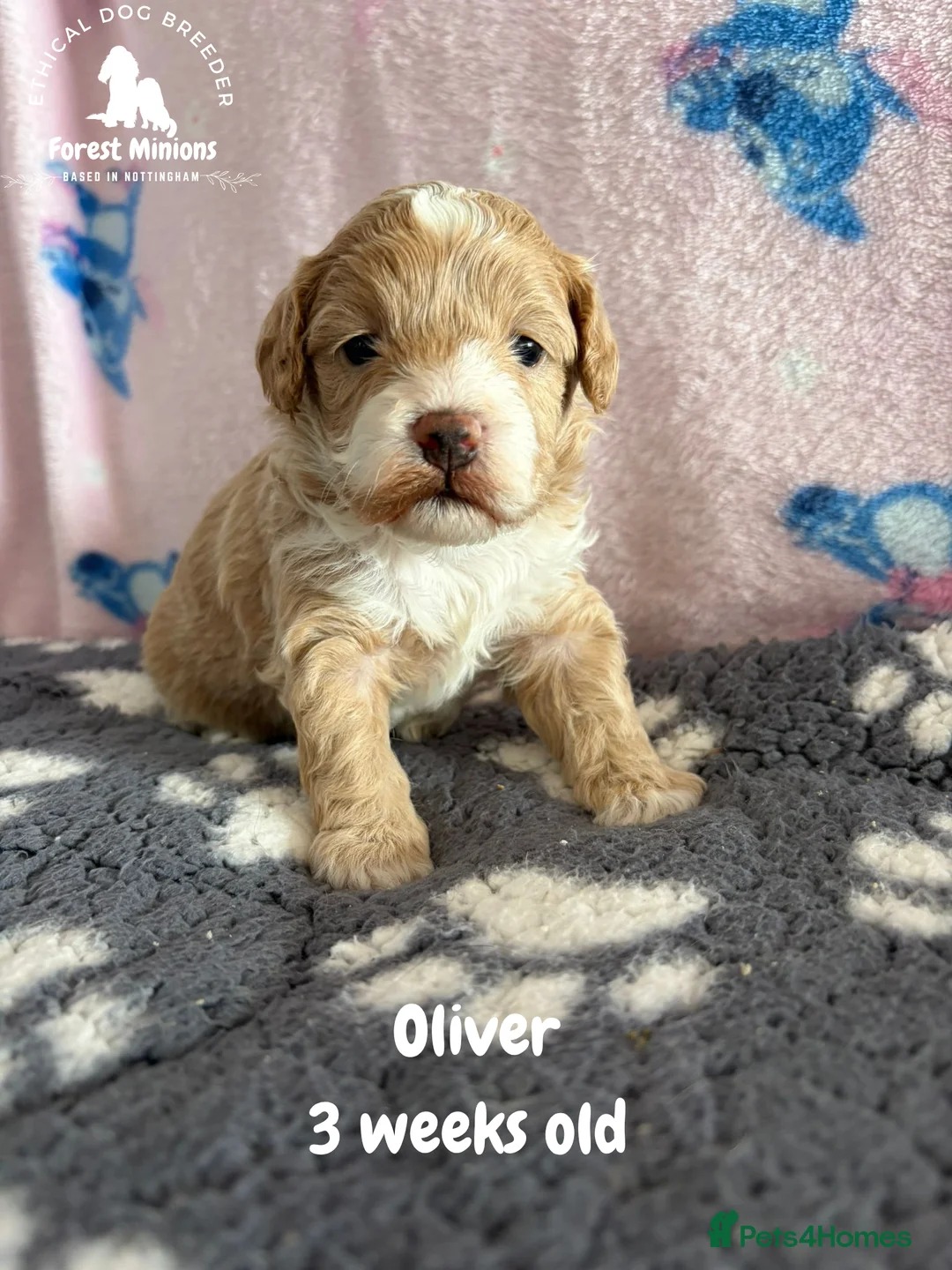 Maltipoo dogs for sale: Stunning Maltipoo puppies ❤️ - Advert 1