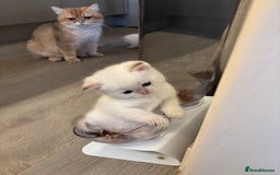 British Shorthair cats for sale: British Shorthair golden and silver - Image 4