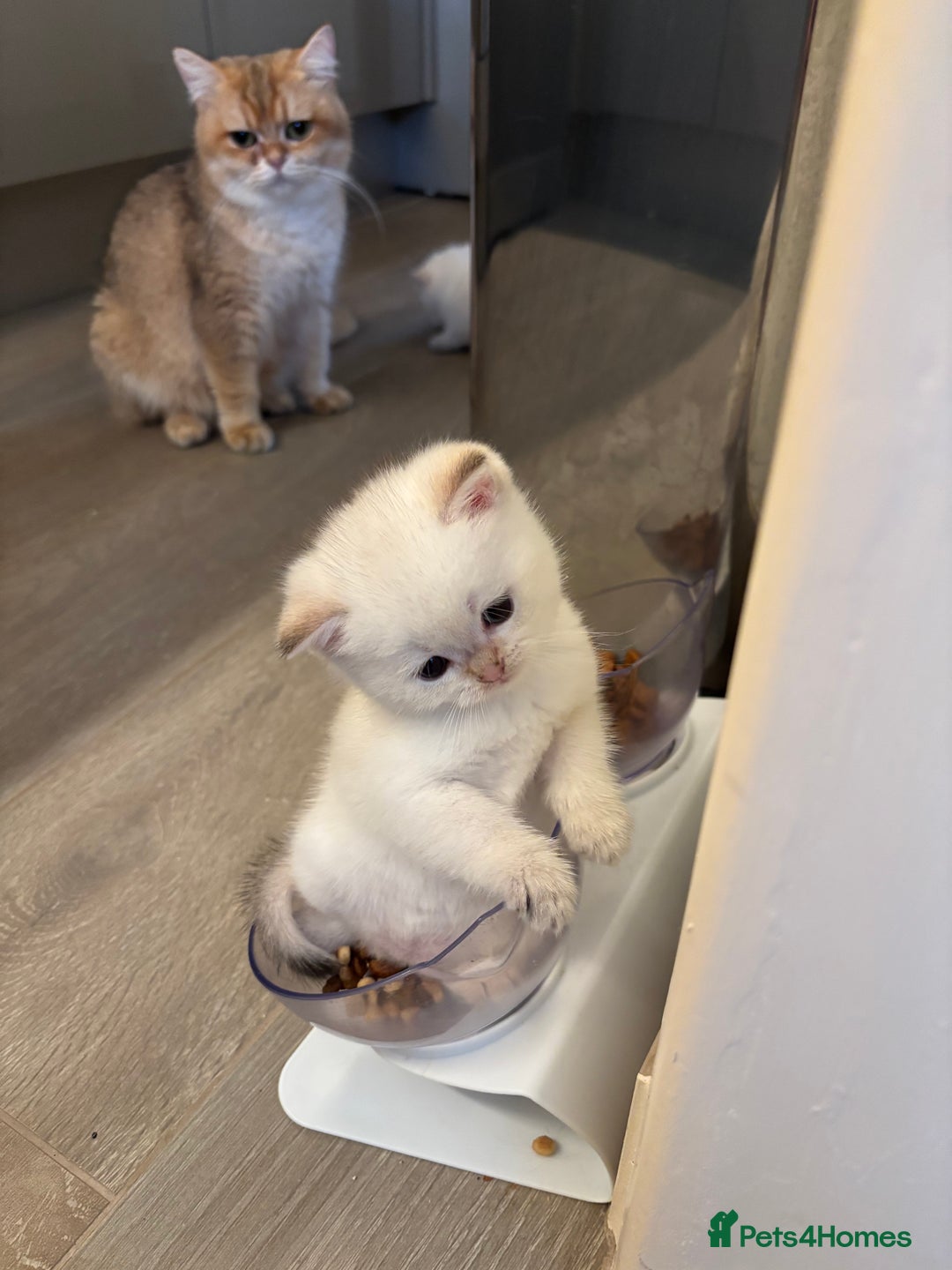 British Shorthair cats for sale: British Shorthair golden and silver - Image 4