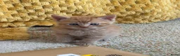 British Shorthair cats for sale: Stunning set of British blues - Advert 2