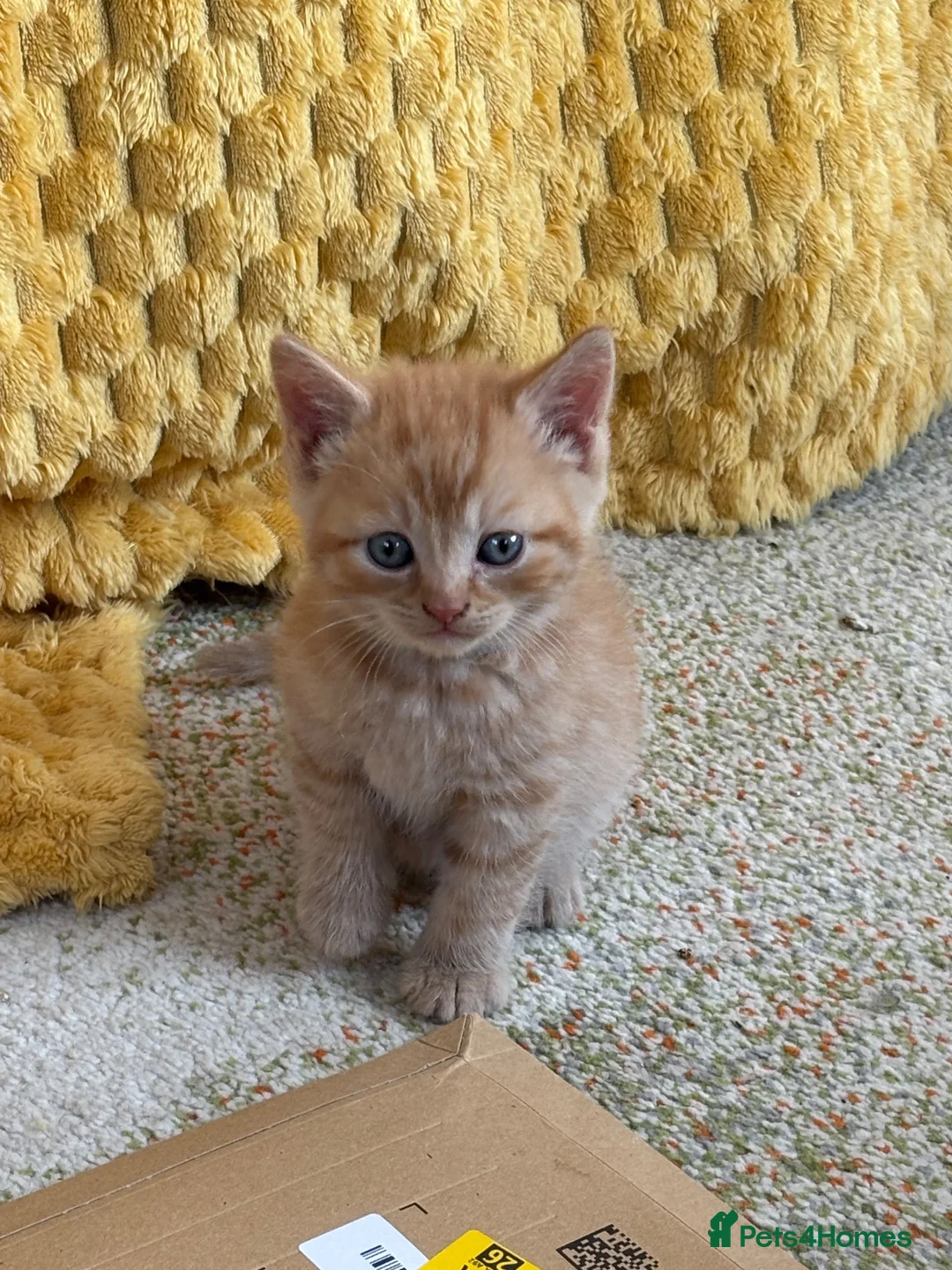 British Shorthair cats for sale: Stunning set of British blues - Advert 2