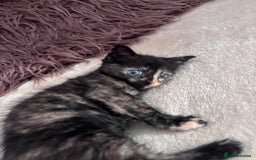 Norwegian Forest Cat cats for sale: Norwegian forest x bengal  - Image 2