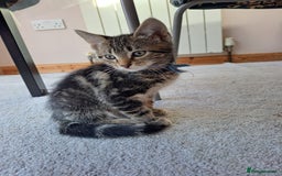 Mixed Breed cats for sale: 5 beautiful kitten ready to go.  - Image 14