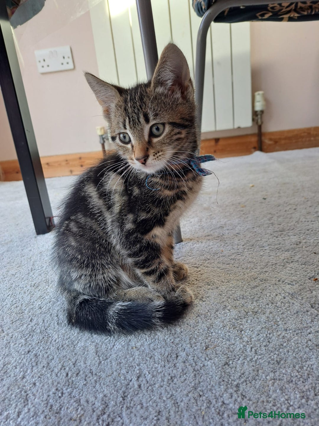 Mixed Breed cats for sale: 5 beautiful kitten ready to go.  - Image 14