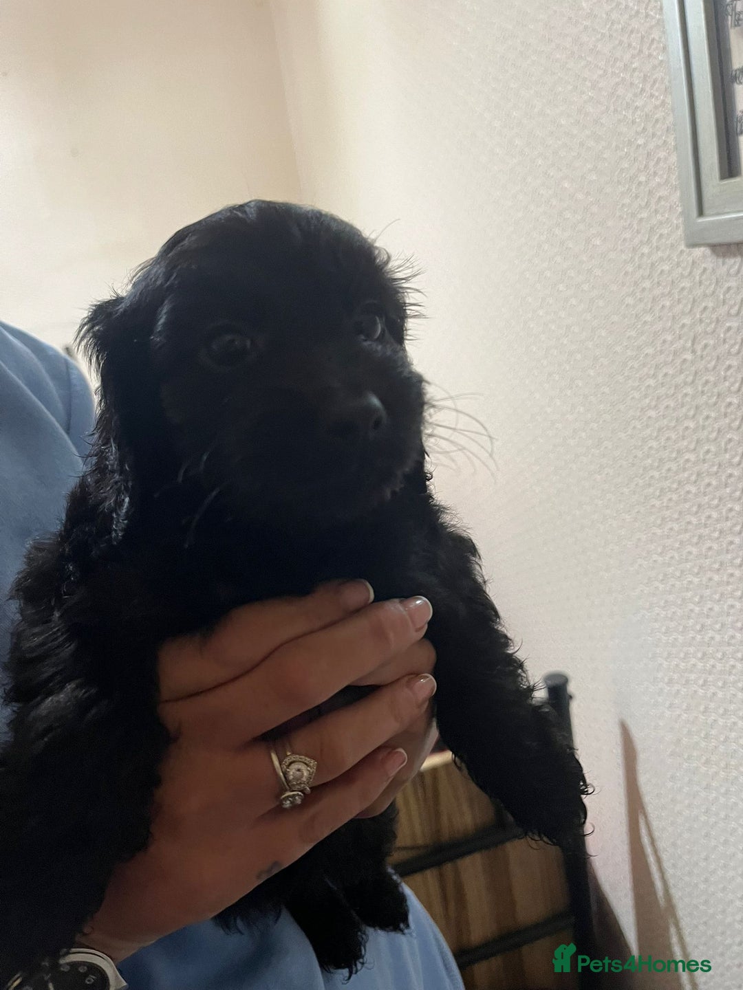 Cockapoo dogs for sale: 2 black stunning girls cockerpoos - Advert 23