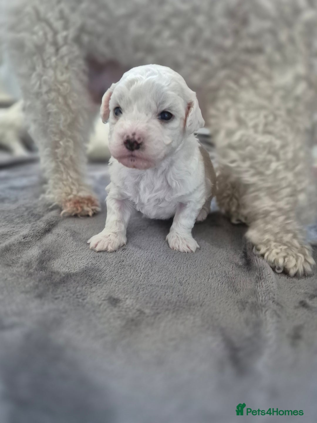 Bichon Frise dogs for sale: Pure White Bishon Frise - Advert 9