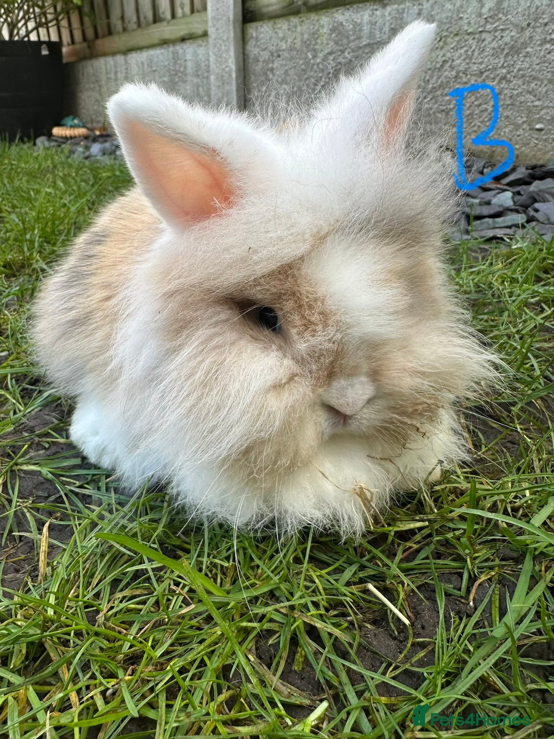 Lionhead rabbits for sale: Lionhead Rsbbits for sale  - Advert 13