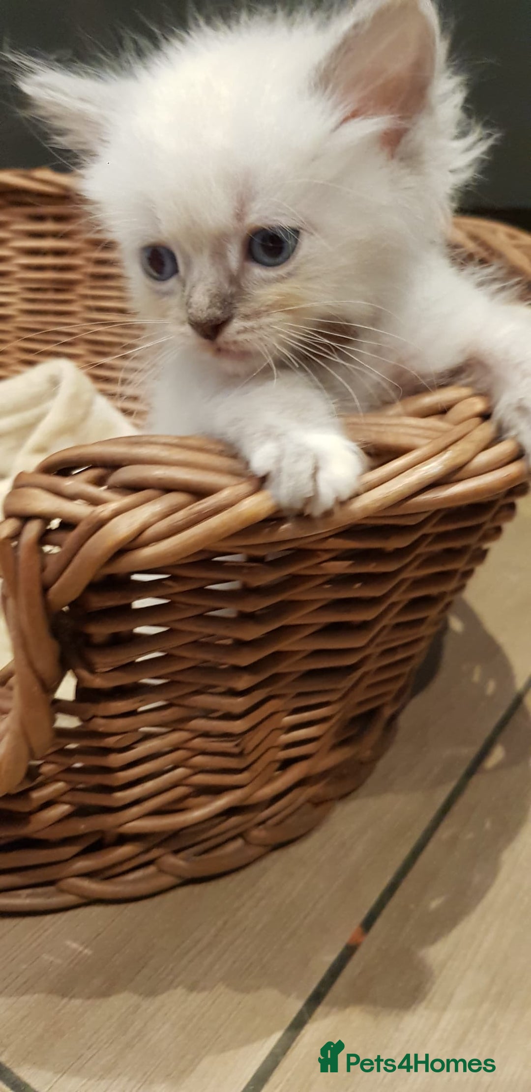 Siberian cats for sale: Hypoallergenic Siberian Neva Masquerade kittens. - Image 19