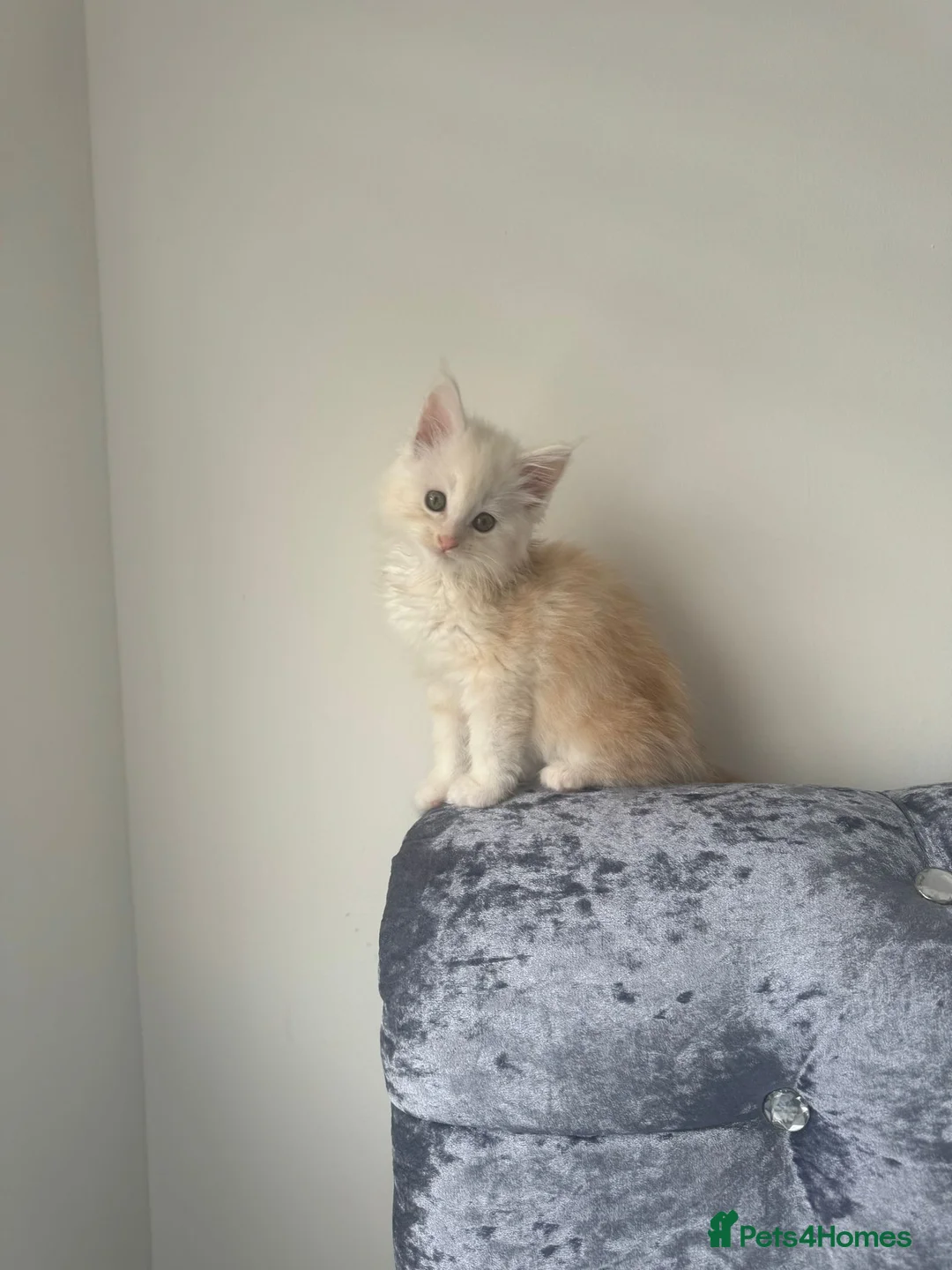 Maine Coon cats for sale: Beautiful Bear in Bolton - Advert 8