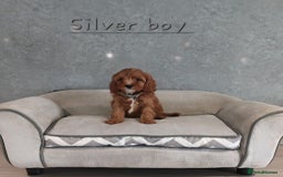 Cavapoo dogs for sale: Cavapoo F1 Puppies ❣️ - Image 10
