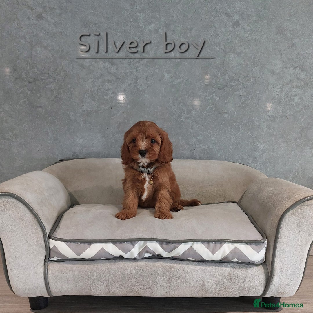 Cavapoo dogs for sale: Cavapoo F1 Puppies ❣️ - Image 10