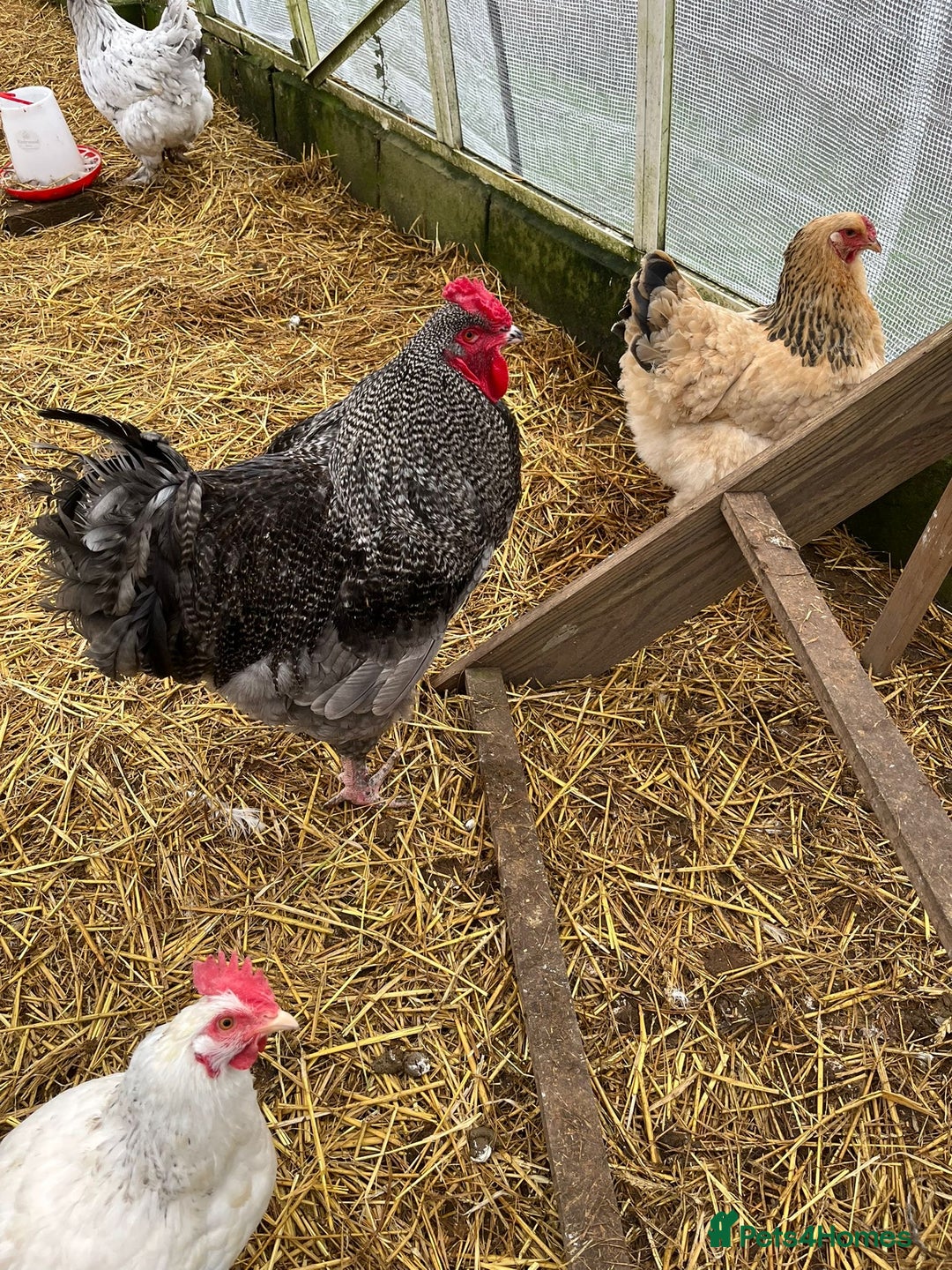 Chickens poultry for sale: Beautiful Brahma cross cockerel  - Advert 2