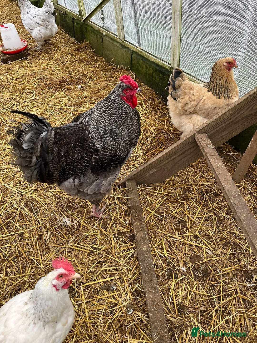 Chickens poultry for sale: Beautiful Brahma cross cockerel  - Advert 2