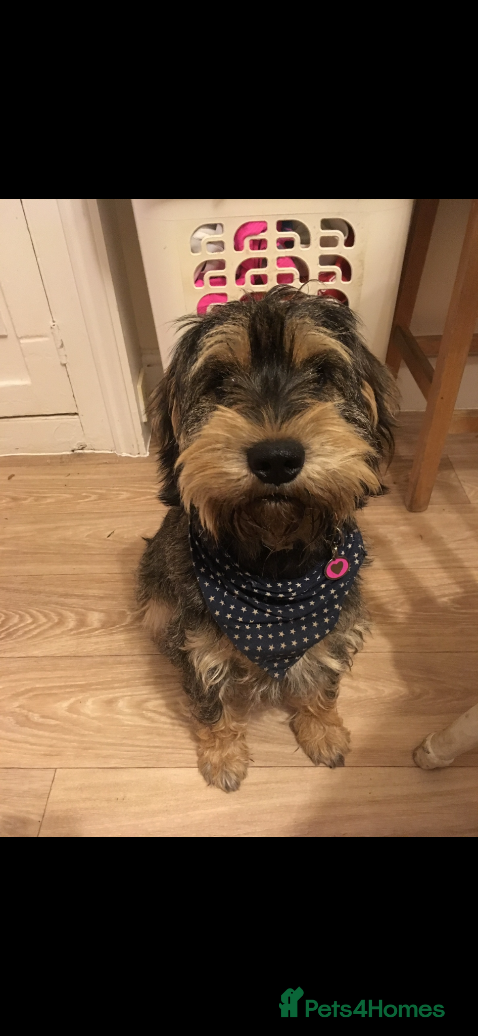 Mixed Breed dogs Adult mini schnauzer x cocker spaniel  - Advert 6