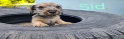 Miniature Dachshund dogs for sale: Premium Mini Wire-haired Dachshund Puppies - Advert 22