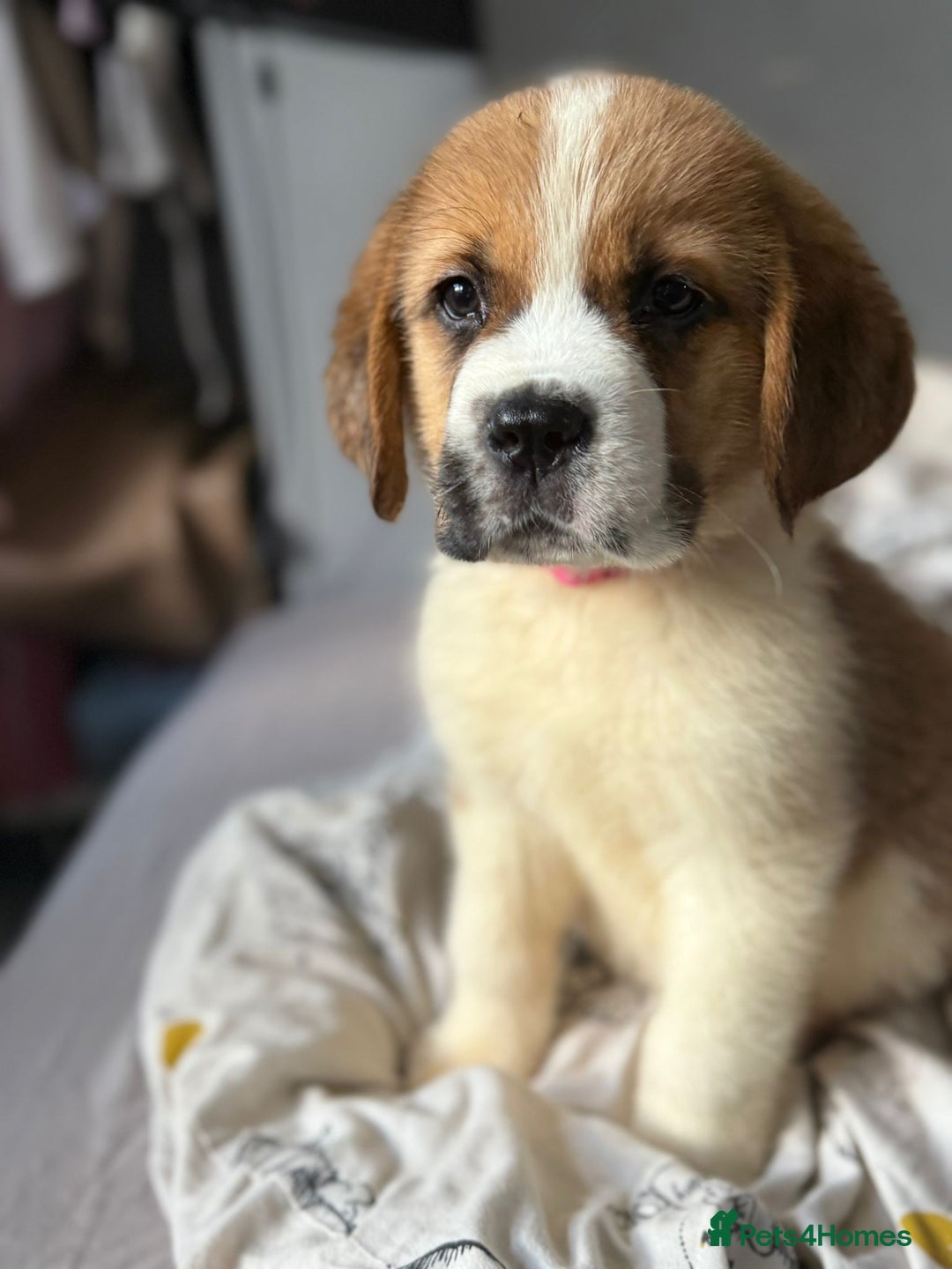 Saint Bernard dogs for sale: Saint bernard female  - Image 4
