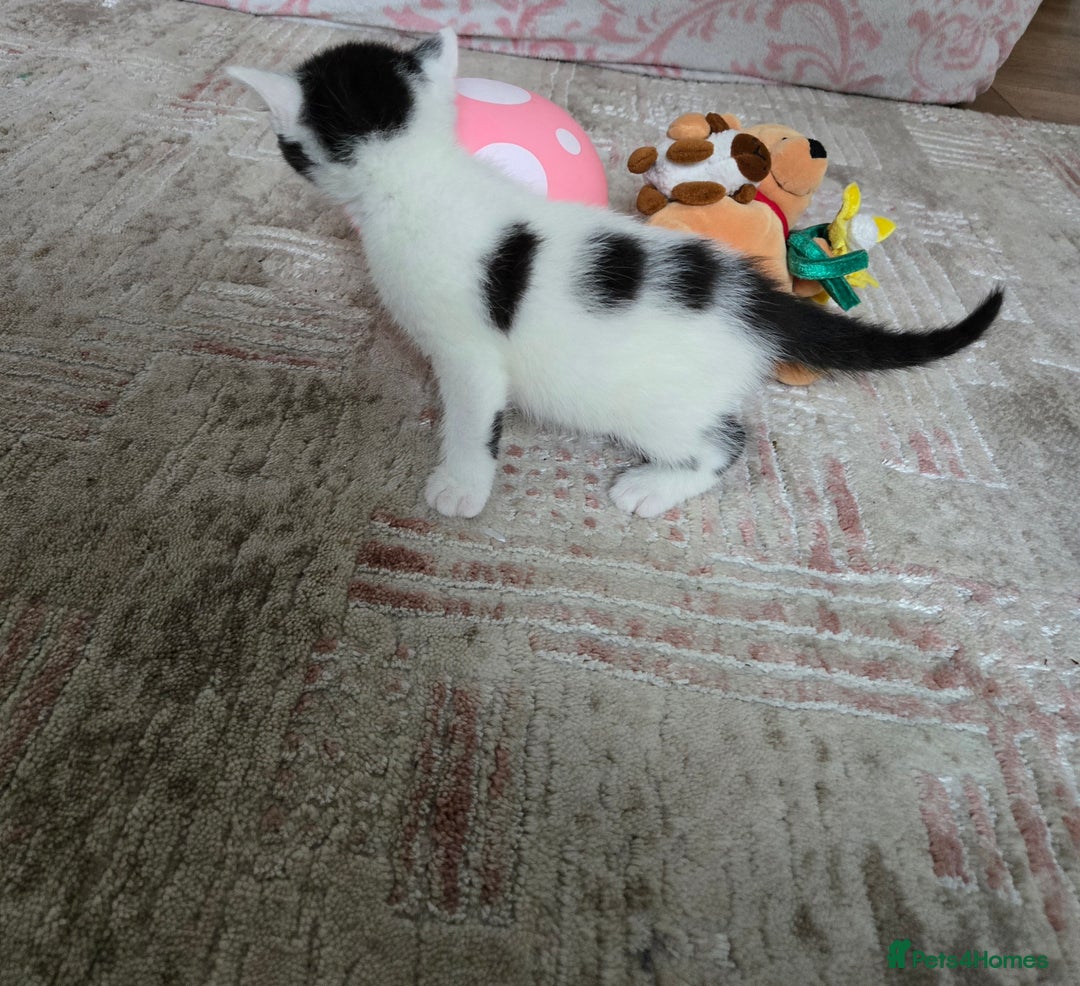 Mixed Breed cats for sale: Pretty black and white fluffy kittens - Image 1