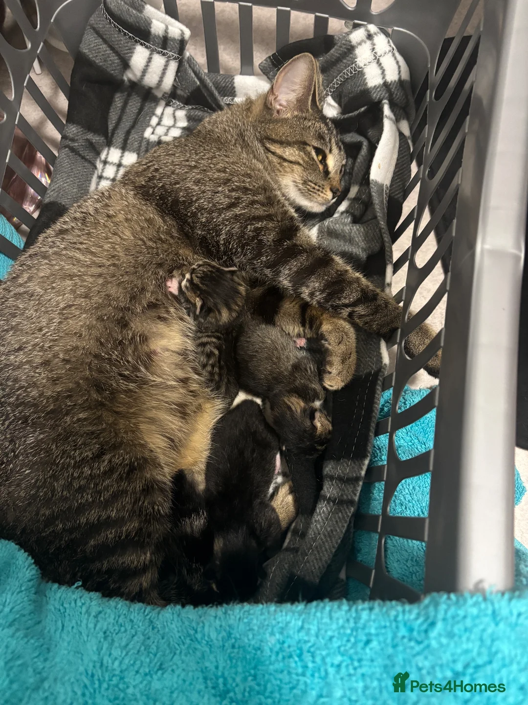 British Shorthair cats for sale: Male kitten ready to go - Advert 3