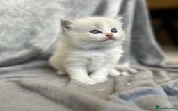 Ragdoll cats for sale: Beautiful Blue Tabby Ragdoll Fur Babies  - Image 6