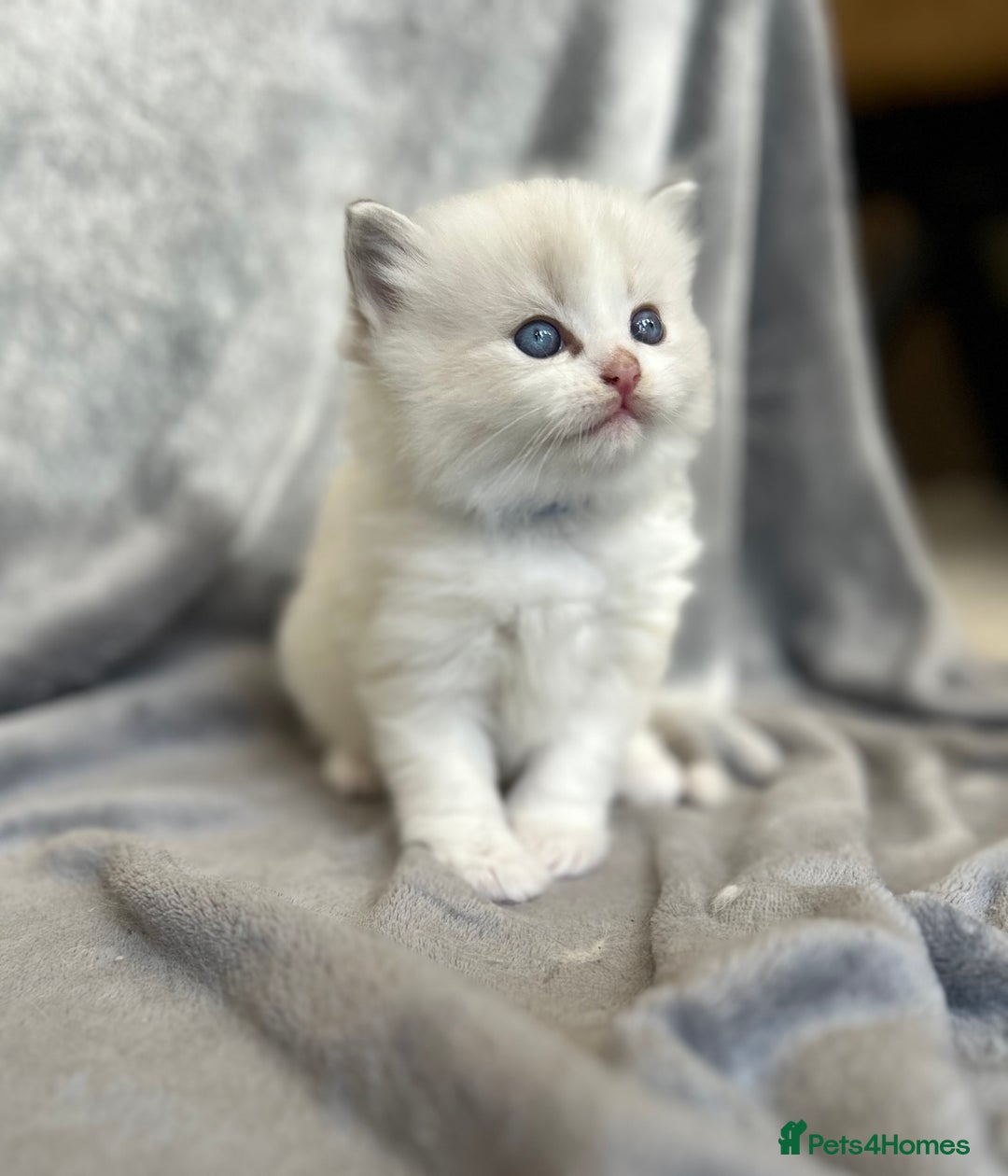 Ragdoll cats for sale: Beautiful Blue Tabby Ragdoll Fur Babies  - Image 6