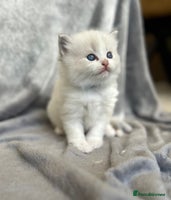 Ragdoll cats - Advert 14