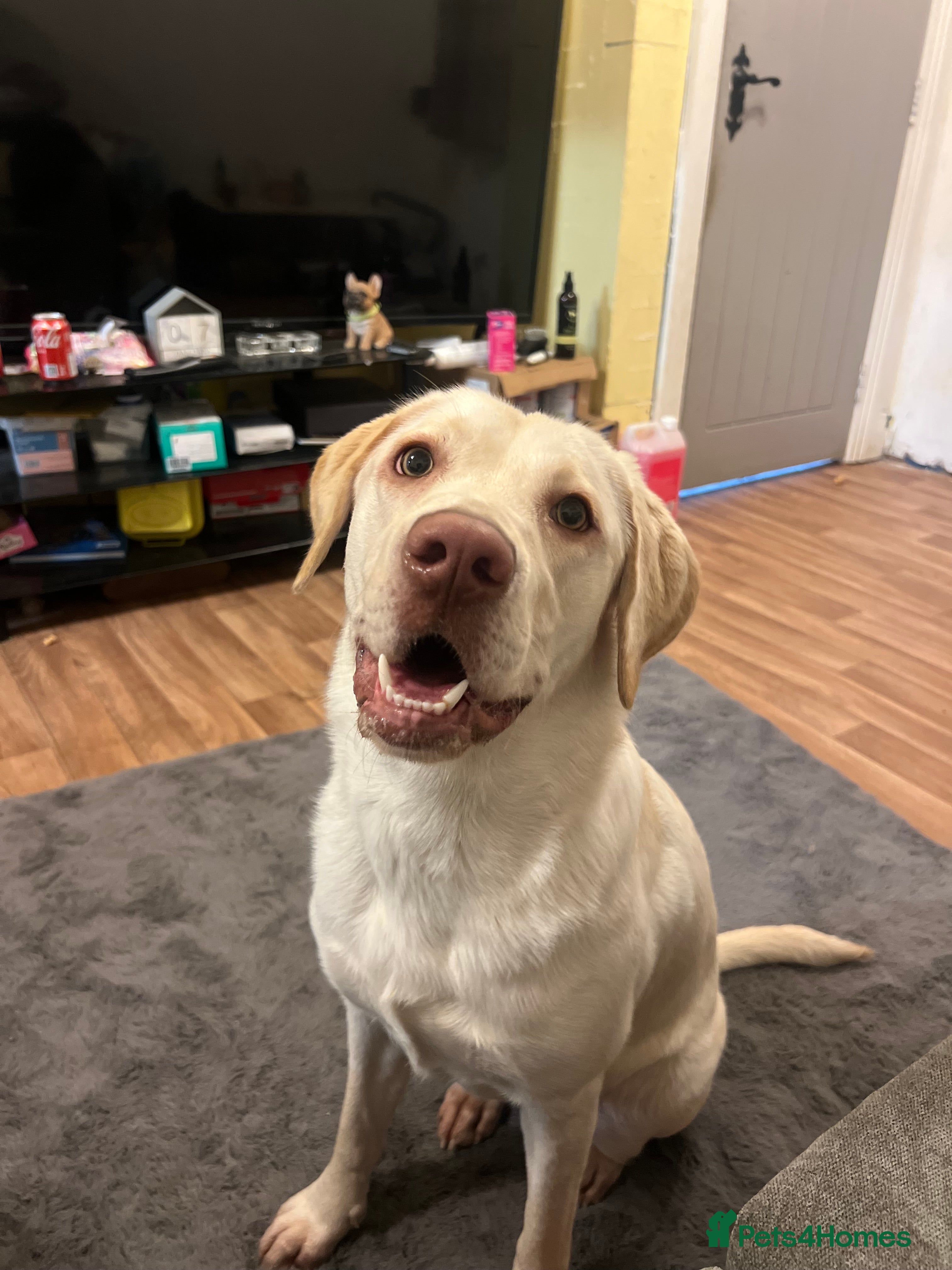 Labrador Retriever dogs female Dudley labrador for sale  - Advert 13