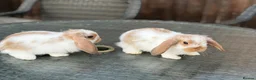 Mini Lop rabbits for sale: Gorgeous baby mini lops  - Advert 6