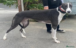 Greyhound dogs for adoption: Stunning boy Samba wants a loving forever home - Image 2