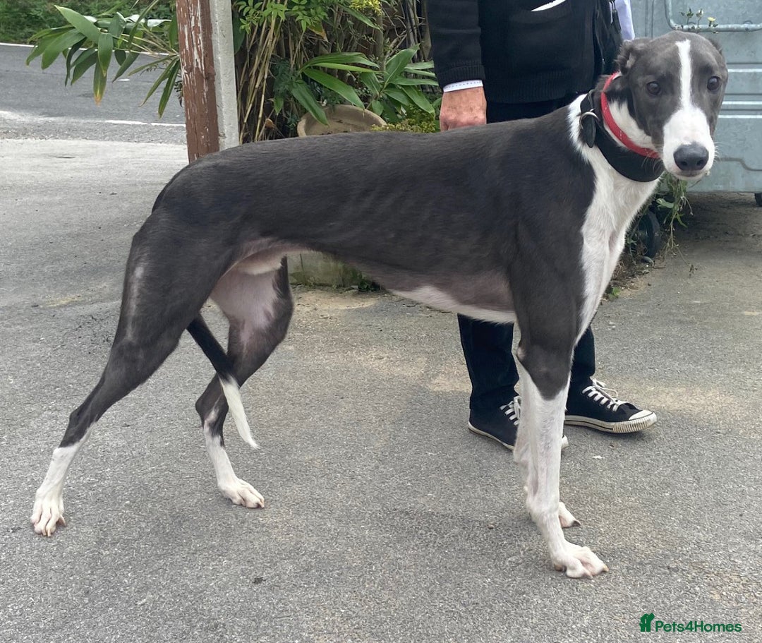 Greyhound dogs for adoption: Stunning boy Samba wants a loving forever home - Image 2
