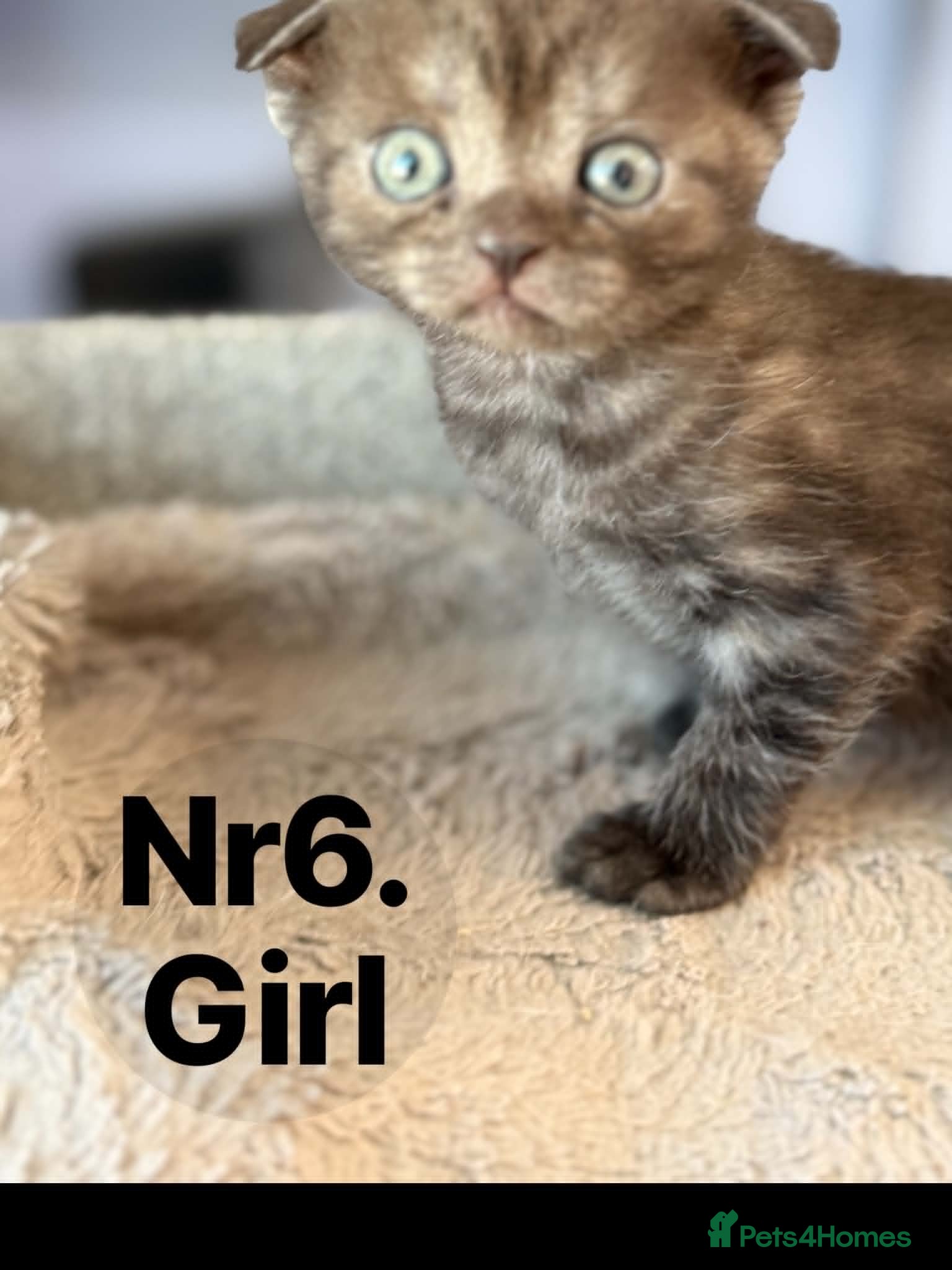 Scottish Fold cats for sale: 6 Pedigree Scottish Fold and Straight Kittens - Advert 9