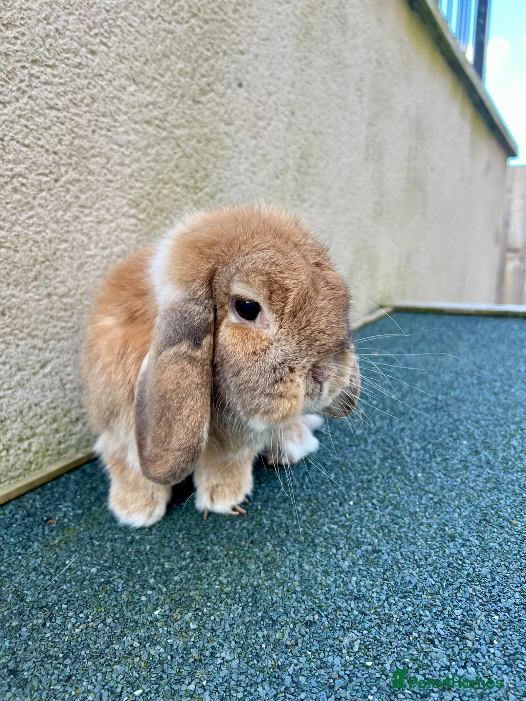 Mini Lop rabbits for sale: FREE - 2 beautiful mini lop earned rabbits. - Advert 3