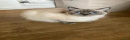 Ragdoll cats for sale: Fluffy Ragdoll kittens - Advert 4