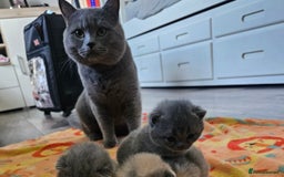 British Shorthair cats for sale: British shorthair kittens  - Image 10