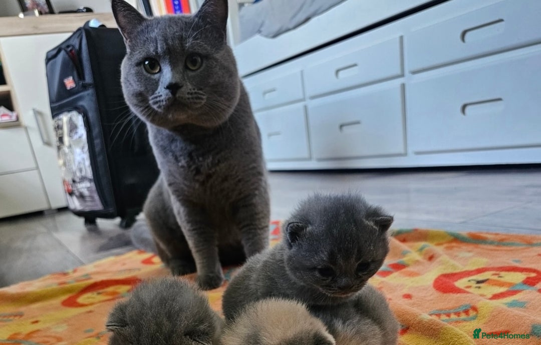 British Shorthair cats for sale: British shorthair kittens  - Image 10
