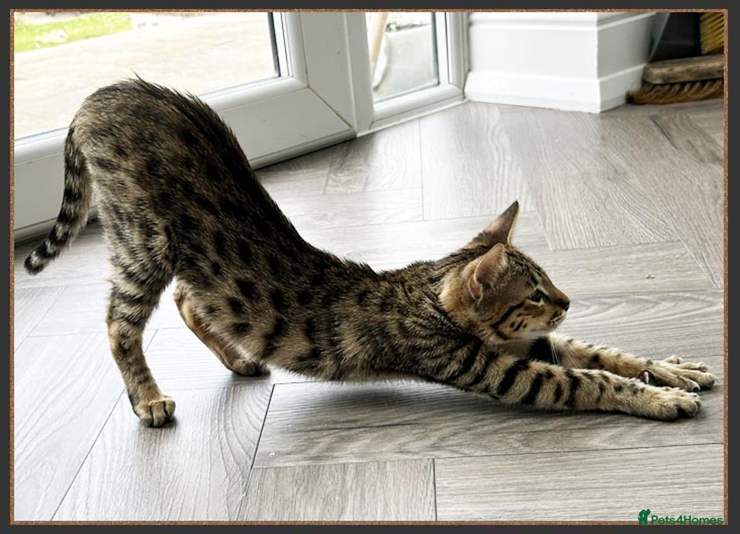 Savannah cats for sale: Ready to go F5 SBT Savannah kittens in Bingley - Image 6