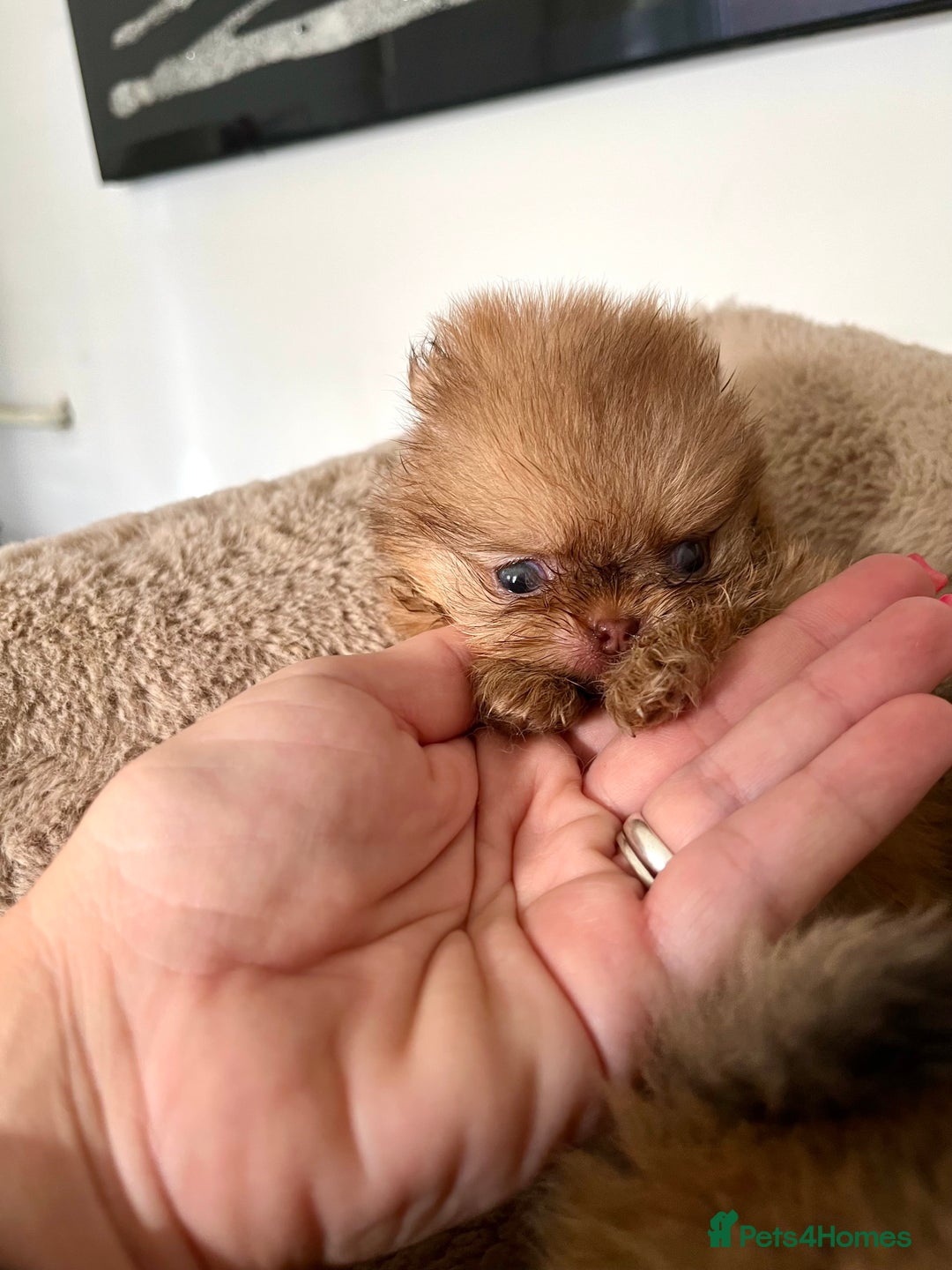 Pomeranian dogs for sale: Extremely Small🐻High Quality🏆Rare Beauty 🔥 - Advert 1