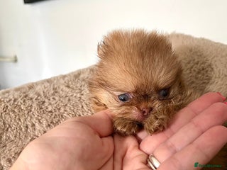 Pomeranian dogs Extremely Small🐻High Quality🏆Rare Beauty 🔥 - Advert 3