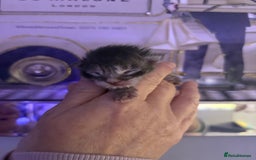 Maine Coon cats for sale: STUNNING SILVER MAINE COON BOYS  - Advert 1