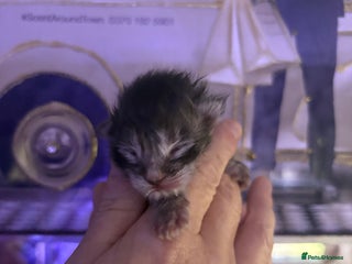 Maine Coon cats STUNNING SILVER MAINE COON BOYS - Advert 3