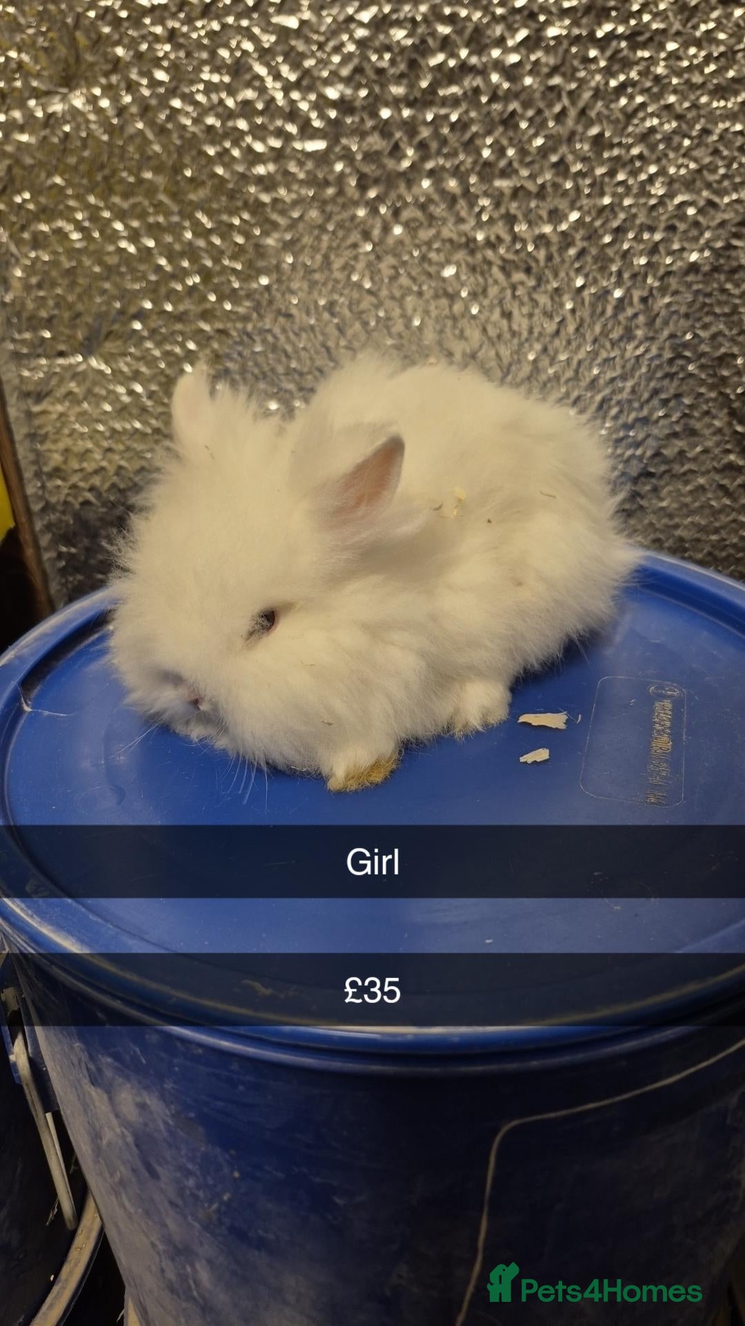 Mixed Breed rabbits for sale: Baby Lionhead Rabbits 8 week old, handled daily  - Advert 1