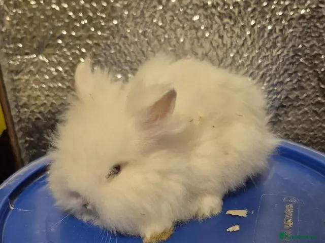 Mixed Breed rabbits for sale: Baby Lionhead Rabbits 8 week old, handled daily - Advert 1