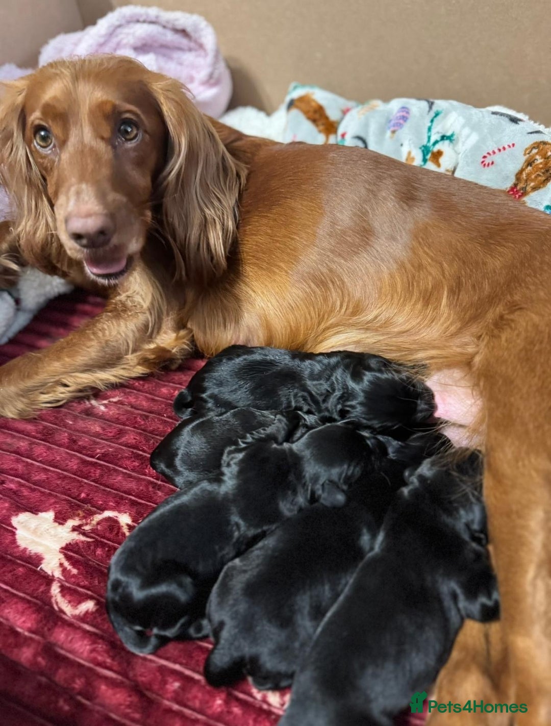 Cocker Spaniel dogs for sale: WORKING COCKER PUPS  - Advert 5