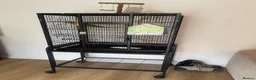 Ringnecks birds for sale: Ringneck parrot and set up. in Bournemouth - Advert 8