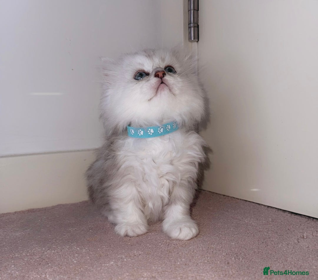 Persian cats for sale: Rare Persian Kittens🤍Only 1 Left - Image 17