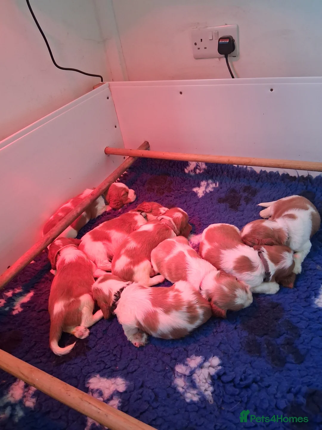 Welsh Springer Spaniel dogs for sale: Two little boys still available. in Llanidloes - Advert 2