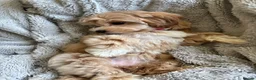 Maltipoo dogs for sale: Maltipoo puppy in Nottingham - Advert 2